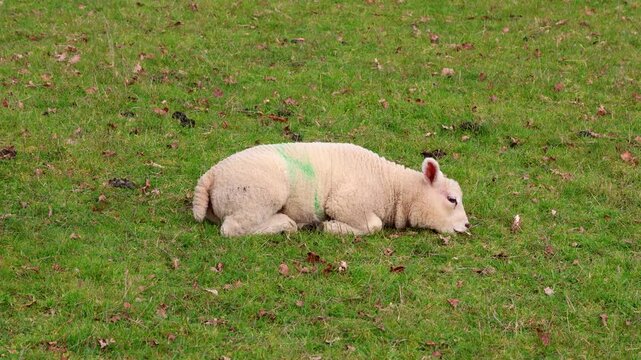 Lamb grazes lying down, stands up, stretches and shakes, Moreton-in-Marsh, The Cotswolds, England, Great Britain