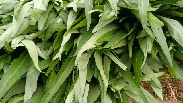 Close up texture of fresh green water spinach leaves harvested from local farm.