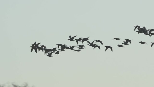 Brent Goose, Branta bernicla, birds in flight overwinter marshes, Devon, England, United Kingdom