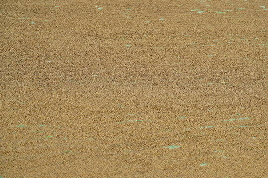 View of harvested rice grains drying on a large surface under the sun in Indonesia.