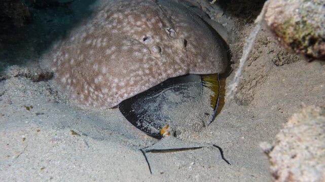Scalloped-fronted electric ray (Torpedo panthera) eating a surgeonfish, Mangrove Bay house reef, El Quesier, Egypt