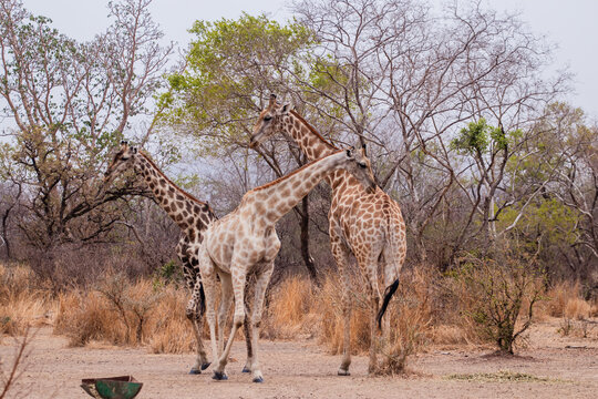 View of three giraffes standing in the dry landscape of Sumu Wildlife Park with sparse trees and dry grass in Kafin Madaki, Bauchi, Nigeria.