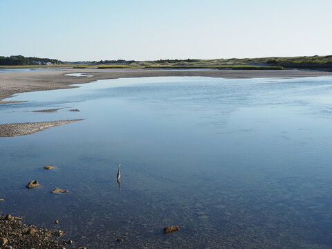 great blue heron wading into Ogunquit river in Maine
