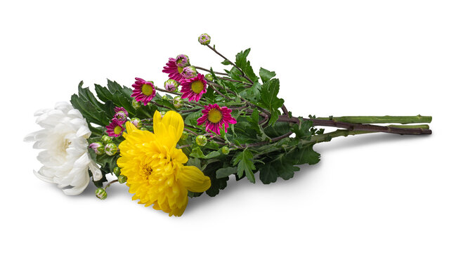 菊の花束