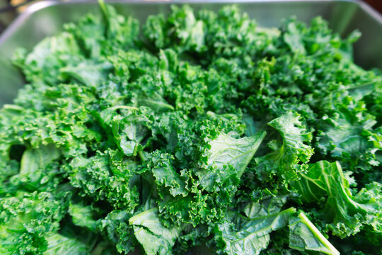 Close up of freshly washed curly green kale leaves in a metal tray with a shallow depth of field