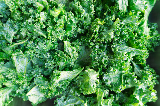 Close up top view of fresh curly green kale leaves creating a full frame natural texture background