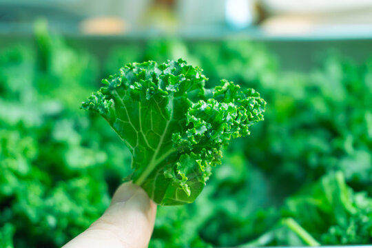 Close up of a hand holding a single fresh curly green kale leaf against a blurred background of harvested greens