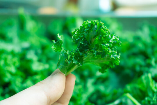 Close up of a hand holding a single fresh curly green kale leaf against a blurred background of harvested greens