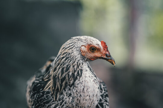 View of a close-up portrait of a speckled chicken with detailed black and white feathers and a red comb in Puerto Viejo de Talamanca, Limon Province, Costa Rica.