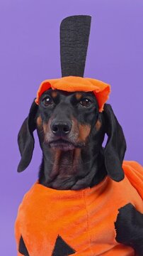 A black and tan dachshund dog wears a soft orange pumpkin outfit with a stalk on its head and lifts its chin against a plain purple studio wall, a concept of pet friendly October shopping.