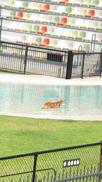 Australian Dingo Swimming Across Pool in Demonstration Arena