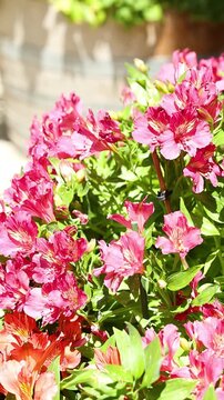 Pink Alstroemeria Flowers Blooming in a Sunny Summer Garden