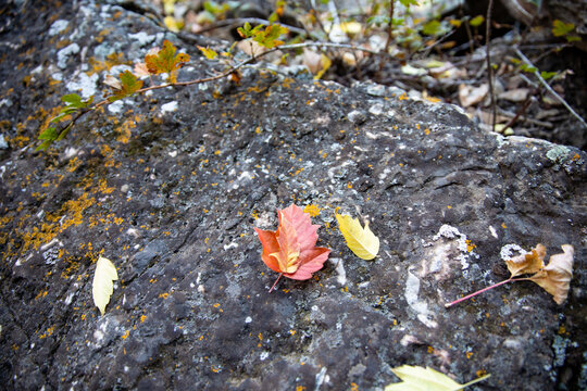 autumn leaves on the ground