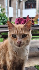 beuty cat as a animal © Eva