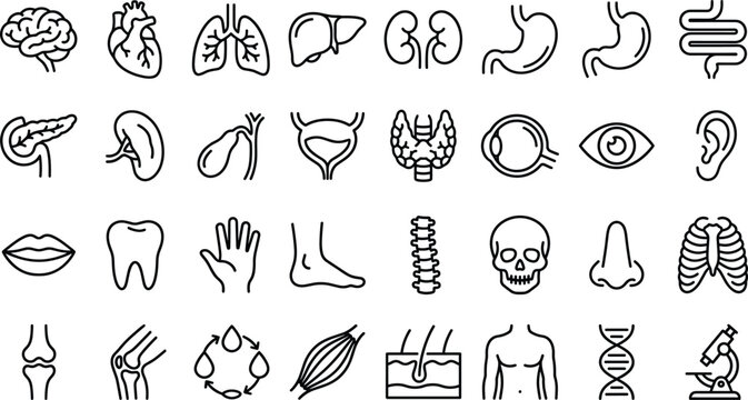 Human internal organs line art icon vector set featuring medical anatomy symbols brain heart lungs and kidneys