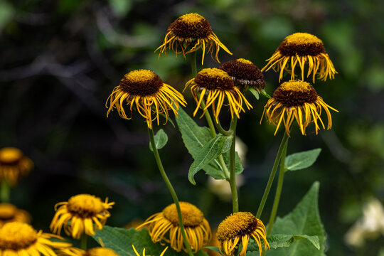 A garden of Elecampane sunflowers on a warm late summer day.