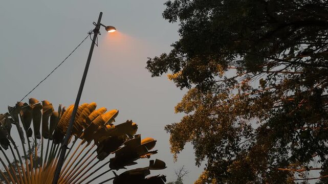 Street lamp glows softly against dusky sky. Large leafy plant stands in foreground. Tree branches frame the warm light. Muted colors suggest twilight hour. Ideal for urban scenes or quiet moments