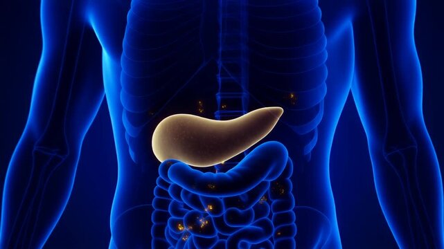 Realistic 3D medical visualization of the human pancreas with glowing particles flowing through nearby blood vessels, illustrating metabolic health and male hormonal regulation. Slow zoom-in and tilt-