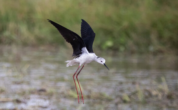 Black-winged Stilt A large black and white shorebird with a relatively thin, elongated bill and prominent pink legs. It lives in shallow wetlands throughout Africa and Asia.