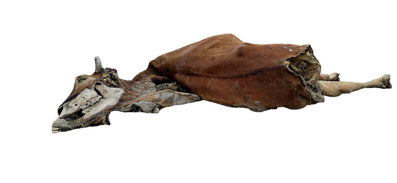 Mummified animal carcass isolated on white background, dried creature skin and bone specimen, ancient biological specimen object