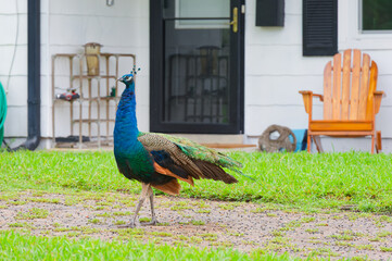 A vibrant male peacock strolls across a suburban yard in front of a house, showing iridescent blue and green plumage against grass, a coiled garden hose and a screened door backdrop.  © Del Harper