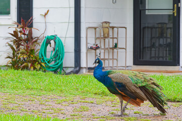 A vibrant male peacock strolls across a suburban yard in front of a house, showing iridescent blue and green plumage against grass, a coiled garden hose and a screened door backdrop.  © Del Harper