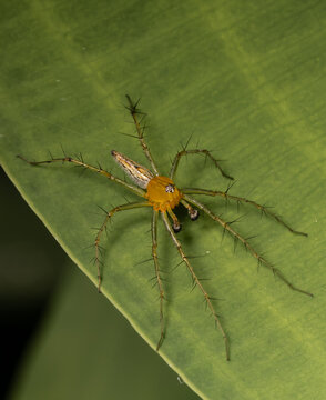 Lynx spider It is an araneomorph spider first described by Tamerlan Thorell in 1870. Most spiders rarely use webs, but spend their lives as predators on plants.