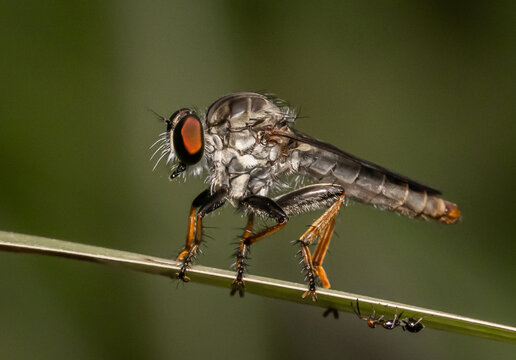 Robber fly This insect is characterized by its indented head and strong legs and body.