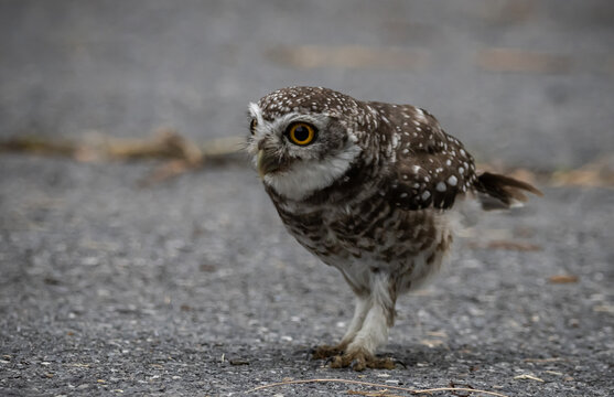 Spotted owlet (Athene brama) It is a type of bird of prey such as an owl. that can be found in Thailand