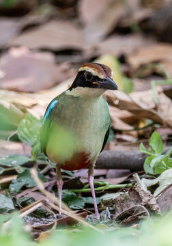 Fairy Pitta (Pitta nympha) foraging on dry leaf litter in its natural forest habitat.