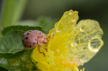 Ladybug It is a macro photo shoot. © photonewman