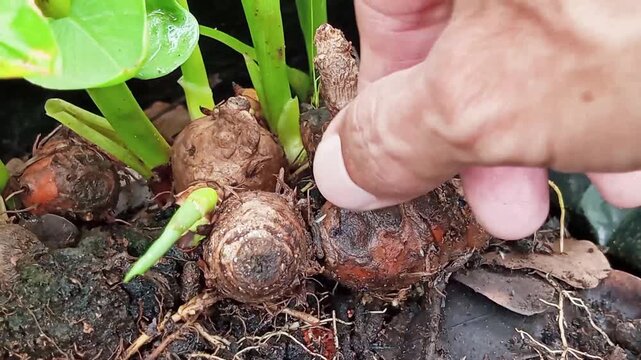 Turmeric rhizome (*Curcuma longa*), used as a culinary spice, is often employed as a traditional herbal remedy due to the health benefits derived from its anti-inflammatory and antioxidant properties.
