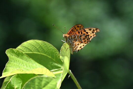 Indian Fritillary (Argynnis hyperbius).Nymphalidae Argynnini Butterfly . The tips of the female's forewings are black with a white band.
