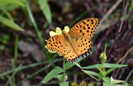 Indian Fritillary (Argynnis hyperbius).Nymphalidae Argynnini Butterfly . The tips of the female's forewings are black with a white band.