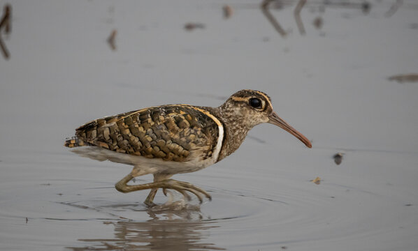 Male Greater Painted-snipe foraging in a muddy wetland field.