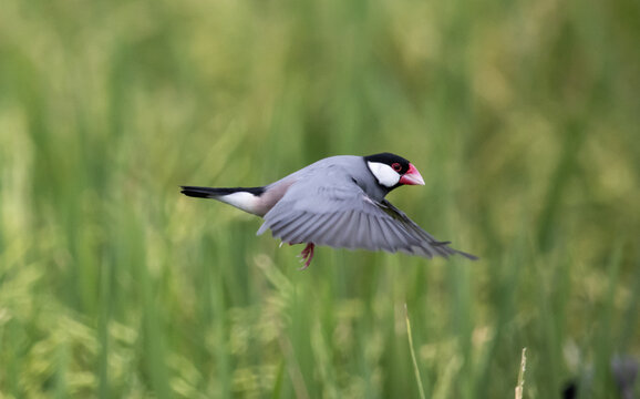 Java sparrow They live in rice fields and usually live in flocks. They were originally native to Java and Bali. They were later introduced to Thailand to be raised as ornamental birds.