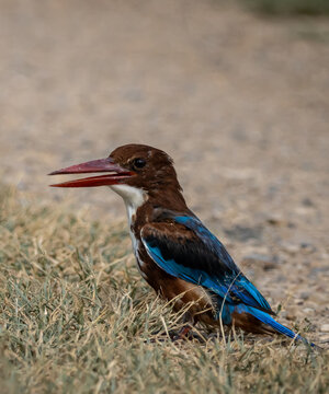 White-throated kingfisher bird standing on green grass with open beak in natural habitat portrait.