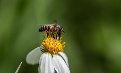 Bee on flower Macro Shot in garden. © photonewman