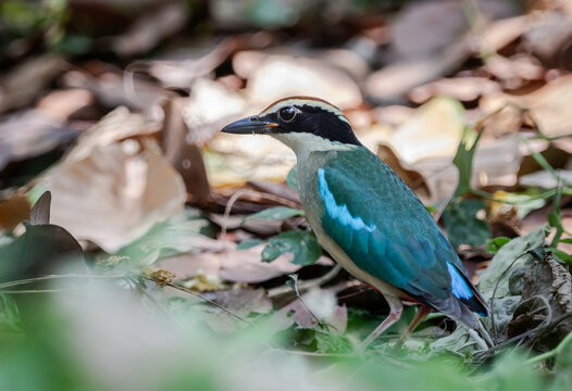 Fairy Pitta (Pitta nympha) foraging on dry leaf litter in its natural forest habitat.