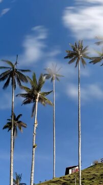Cocora Valley Quindio Wax Palms against Blue Sky in Salento, Colombia. Time Lapse. Vertical Video.