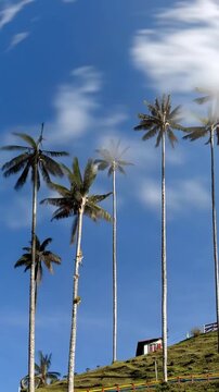 Cocora Valley Quindio Wax Palms against Blue Sky in Salento, Colombia. Time Lapse. Vertical Video.