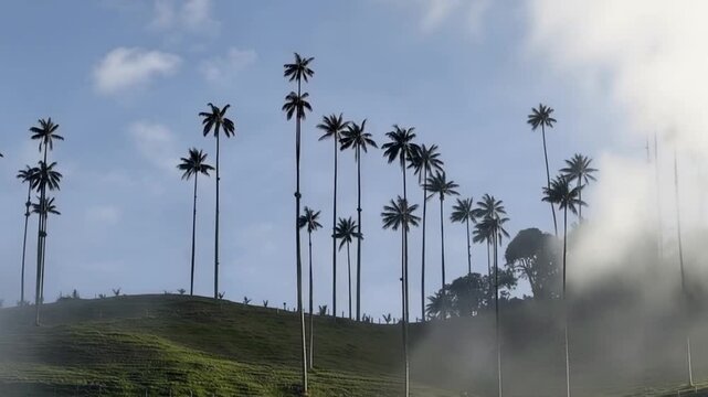 Cocora Valley Quindio Wax Palms Emerging through Moving Mist in Salento, Colombia. Time Lapse. Establishing Shot.