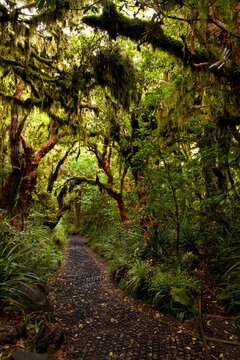 Moss-covered, gnarled trees in Goblin Forest - known as the Kamahi Walk - on Mt. Taranaki in Egmont National Park, New Zealand
