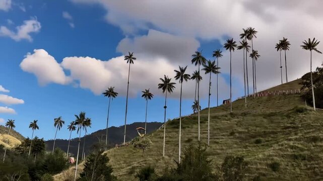 Cocora Valley Quindio Wax Palms on Andean Hillside with Moving Clouds in Salento, Colombia. Time Lapse. Establishing Shot.