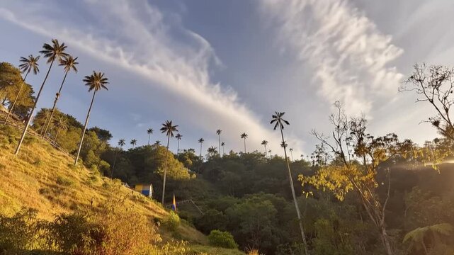 Cocora Valley Quindio Wax Palms and Moving Clouds in Salento, Colombia. Time Lapse. Establishing Shot.