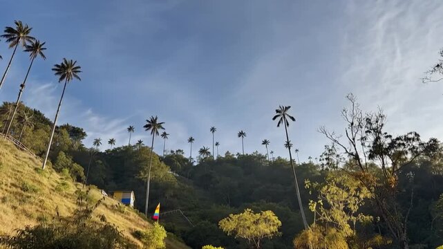 Cocora Valley Quindio Wax Palms and Moving Clouds in Salento, Colombia. Time Lapse. Establishing Shot.