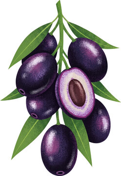 Vintage Botanical Java Plum Illustration