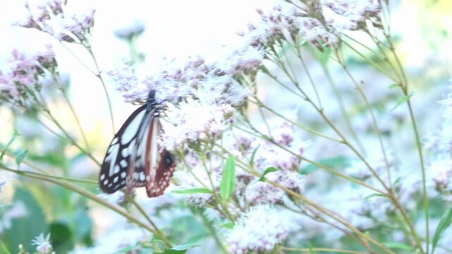 Closeup shot of the Chestnut tiger butterfly, Parantica sita, feeding on nectar in Japan. Asagimadara. 4K 