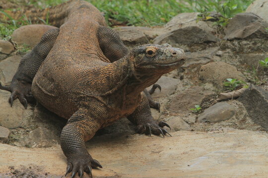 A view of a komodo dragon walking across the rocks while gazing around in the morning