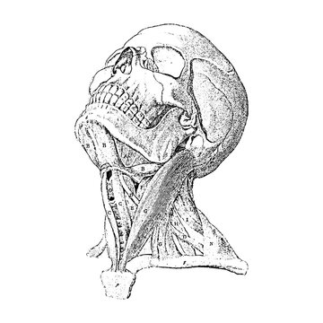 Detailed anatomical study of a human skull with visible neck muscles and bone structure skeleton illustration engraving monochrome physiology structure detailed osteology scientific